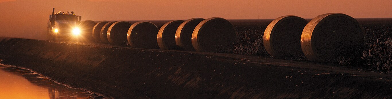 cotton harvesting