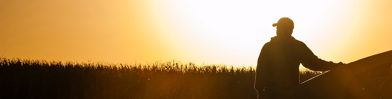 silhouette of a man in corn fields