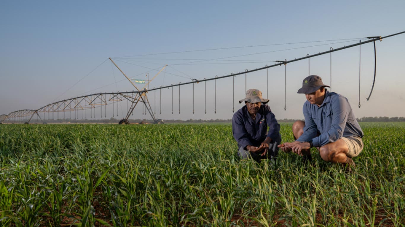 Two people kneeling in a crop field examining plants beneath a long overhead irrigation system at sunrise.