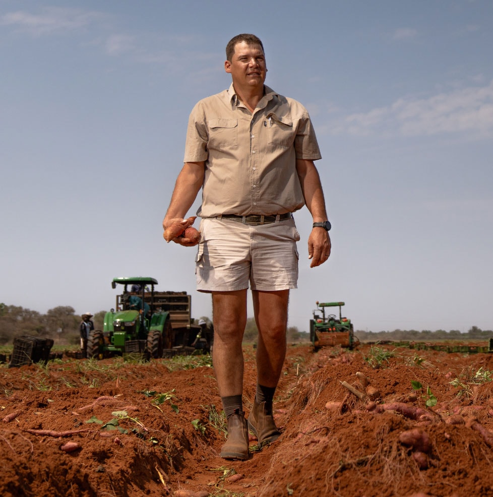 Person walking in a harvested field holding potatoes with tractors working in the background under clear sky.