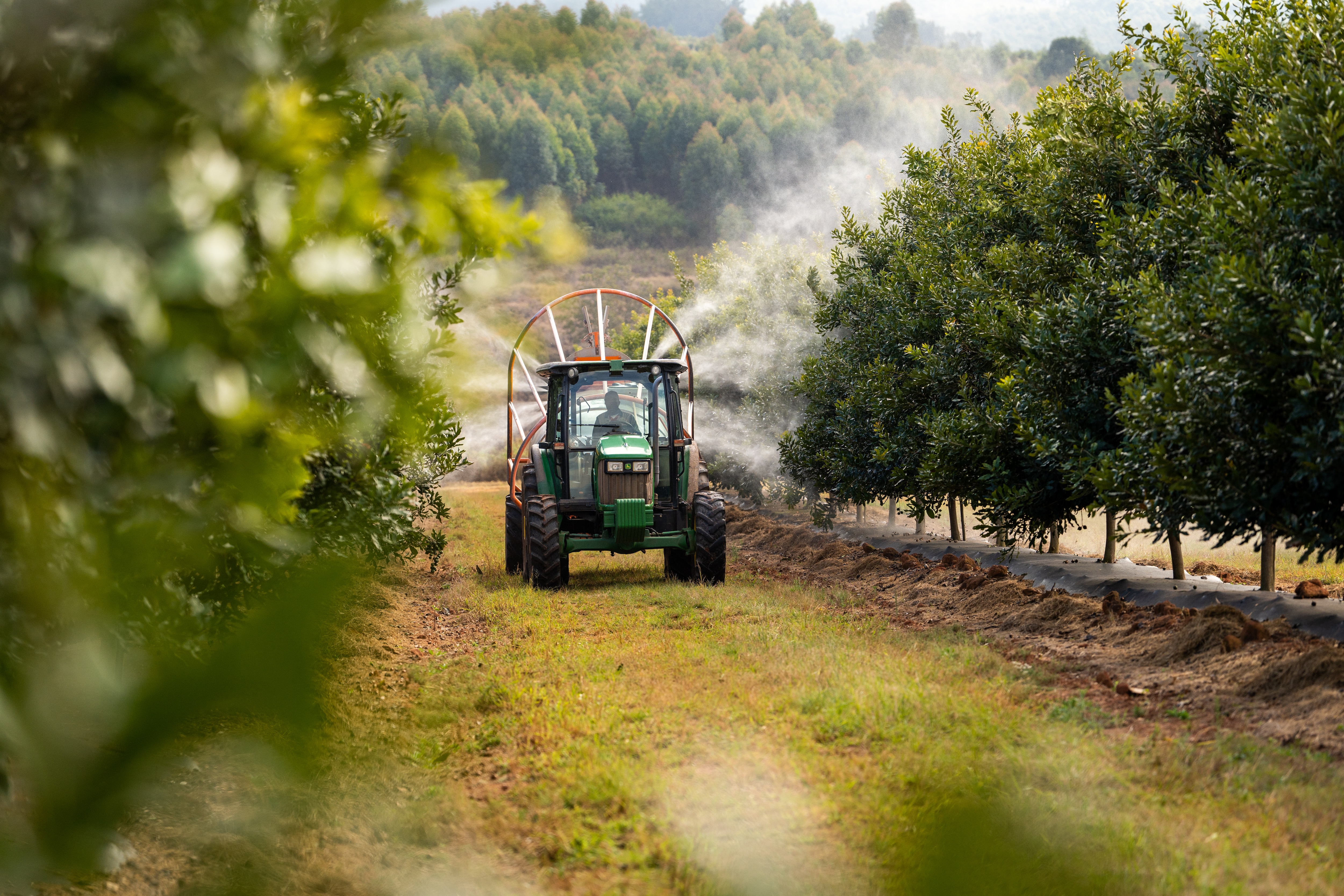 Macadamia Nuts: The Future of High-Value Crop Farming