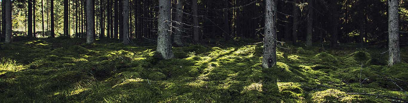 The sun is shining in the forest through the trees